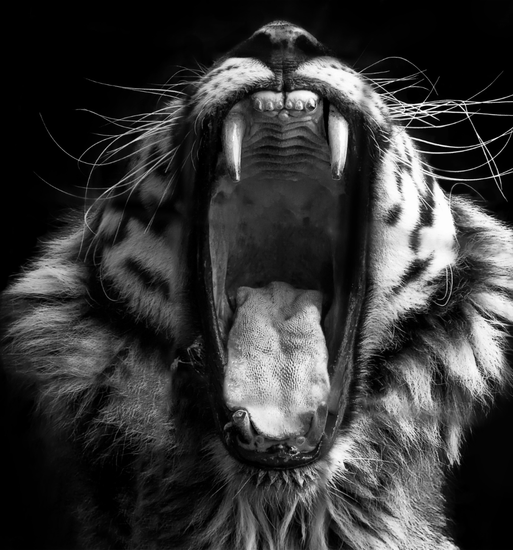 Little Tiger Consultancy - Home page image - Little Name- Fierce Game